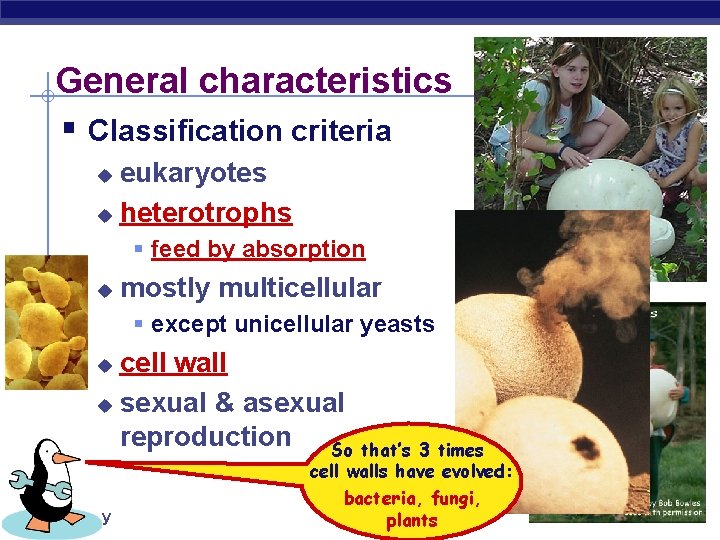 General characteristics § Classification criteria eukaryotes u heterotrophs u § feed by absorption u