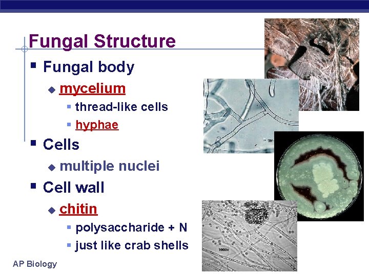 Fungal Structure § Fungal body u mycelium § thread-like cells § hyphae § Cells