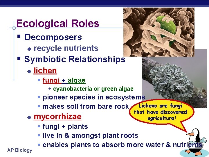 Ecological Roles § Decomposers u recycle nutrients § Symbiotic Relationships u lichen § fungi