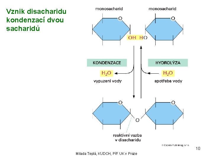 Vznik disacharidu kondenzací dvou sacharidů 10 Milada Teplá, KUDCH, PřF UK v Praze 