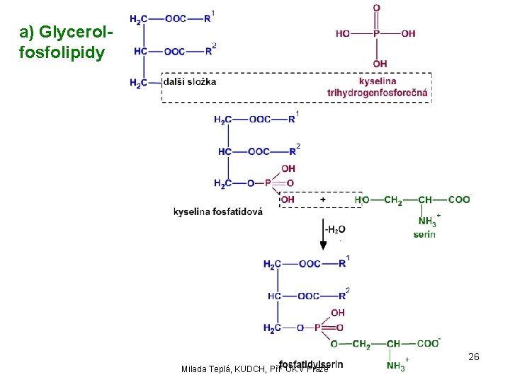 a) Glycerolfosfolipidy 26 Milada Teplá, KUDCH, PřF UK v Praze 