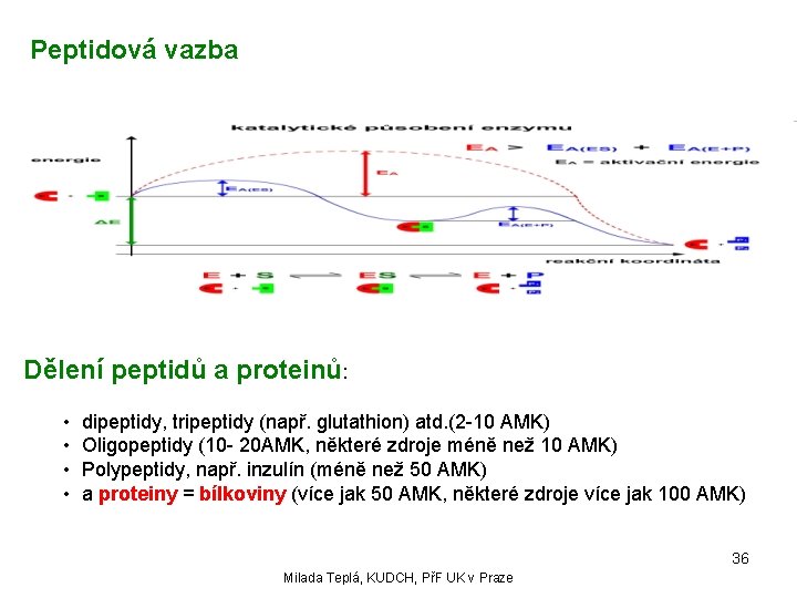 Peptidová vazba Dělení peptidů a proteinů: • dipeptidy, tripeptidy (např. glutathion) atd. (2 -10