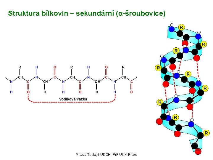 Struktura bílkovin – sekundární (α-šroubovice) 38 Milada Teplá, KUDCH, PřF UK v Praze 