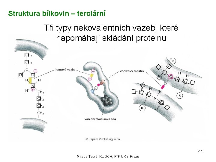 Struktura bílkovin – terciární Tři typy nekovalentních vazeb, které napomáhají skládání proteinu 41 Milada