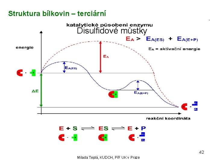 Struktura bílkovin – terciární Disulfidové můstky 42 Milada Teplá, KUDCH, PřF UK v Praze