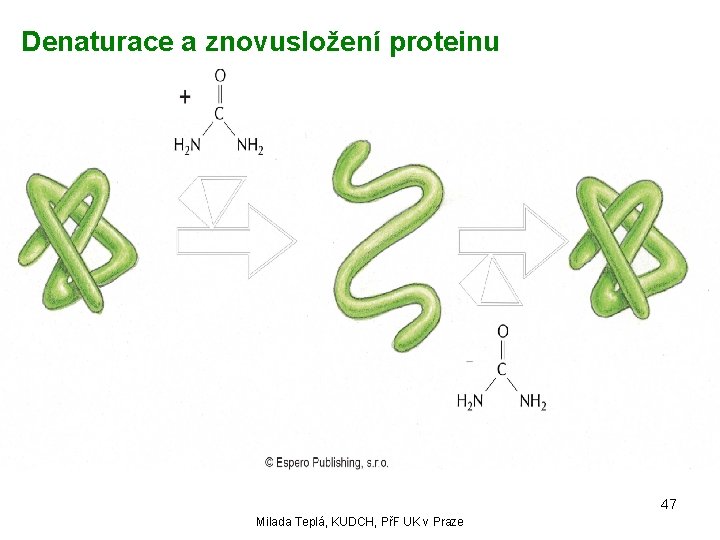 Denaturace a znovusložení proteinu 47 Milada Teplá, KUDCH, PřF UK v Praze 