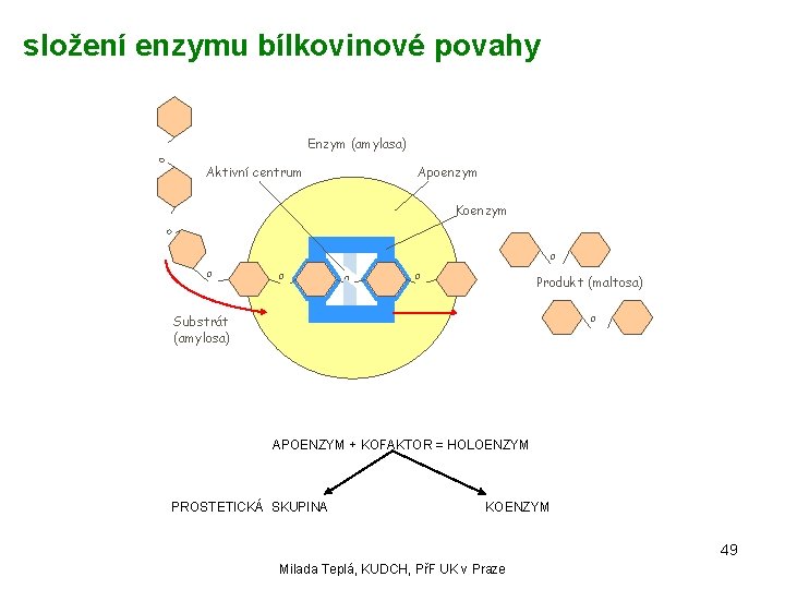 složení enzymu bílkovinové povahy O Enzym (amylasa) Aktivní centrum Apoenzym O Koenzym O O