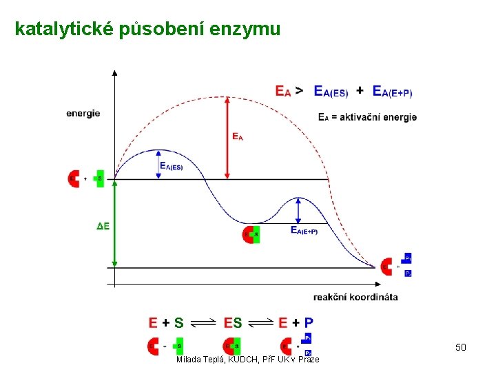 katalytické působení enzymu 50 Milada Teplá, KUDCH, PřF UK v Praze 