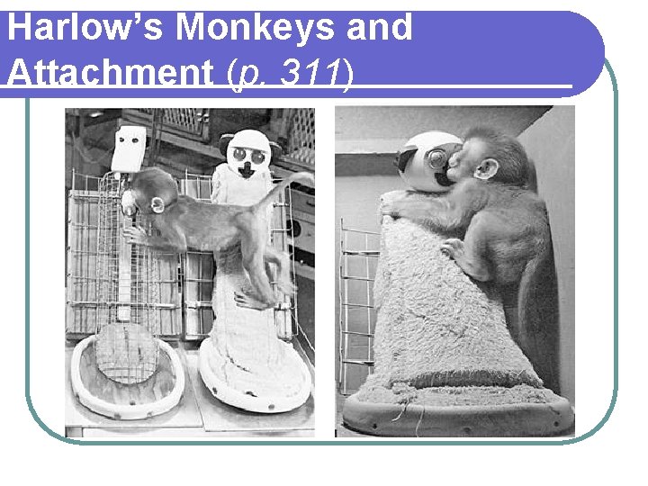 Harlow’s Monkeys and Attachment (p. 311) 