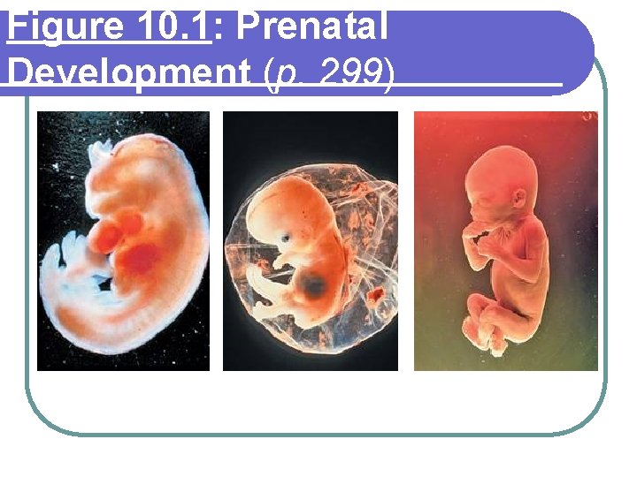 Figure 10. 1: Prenatal Development (p. 299) 