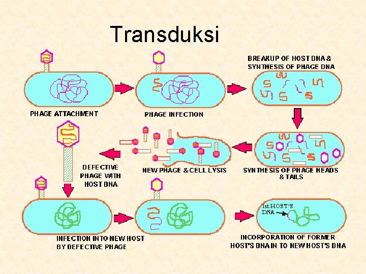 Transduksi 