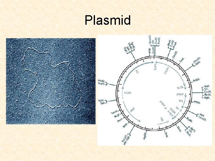 Plasmid 