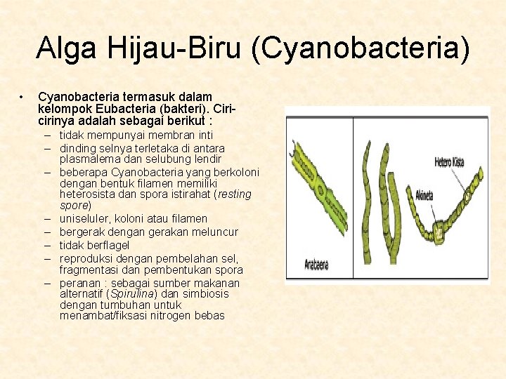 Alga Hijau-Biru (Cyanobacteria) • Cyanobacteria termasuk dalam kelompok Eubacteria (bakteri). Ciricirinya adalah sebagai berikut