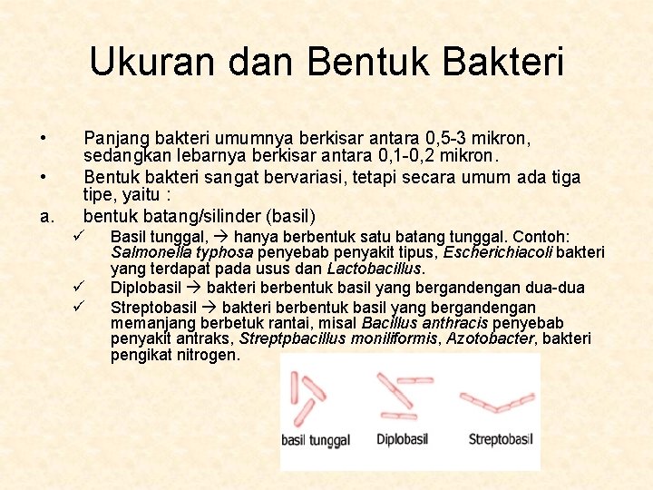 Ukuran dan Bentuk Bakteri • • a. Panjang bakteri umumnya berkisar antara 0, 5