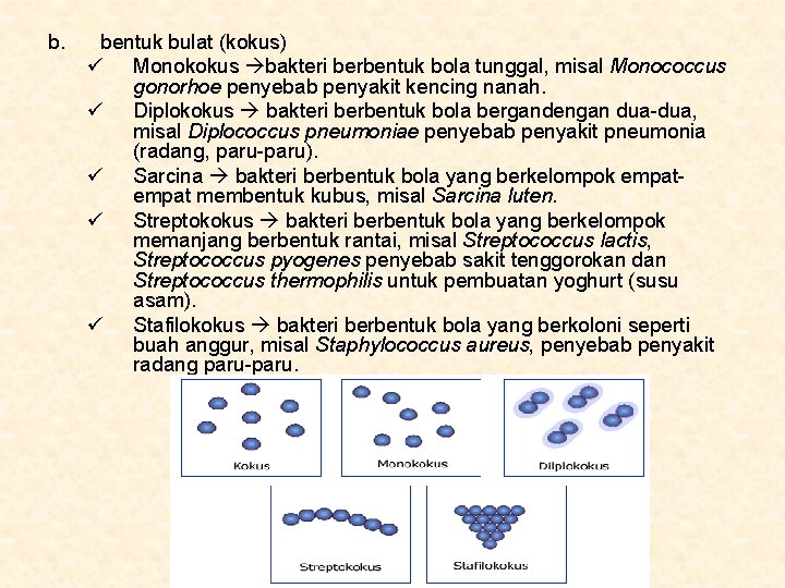b. bentuk bulat (kokus) ü Monokokus bakteri berbentuk bola tunggal, misal Monococcus gonorhoe penyebab