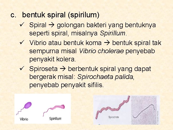 c. bentuk spiral (spirilum) ü Spiral golongan bakteri yang bentuknya seperti spiral, misalnya Spirillum.