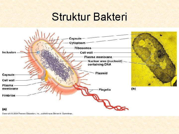 Struktur Bakteri 