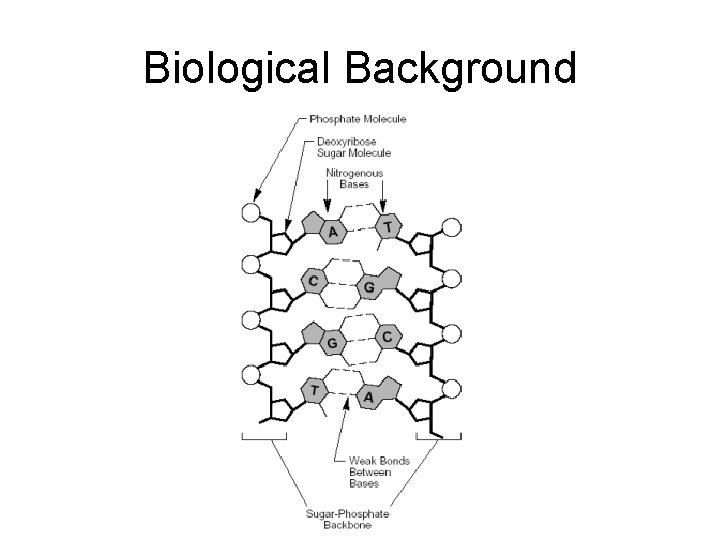 Biological Background 