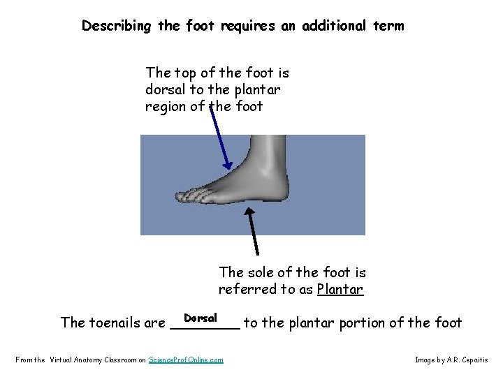 Describing the foot requires an additional term The top of the foot is dorsal