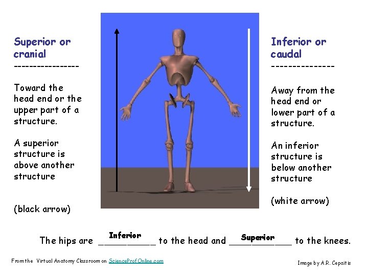 Superior or cranial --------- Inferior or caudal -------- Toward the head end or the