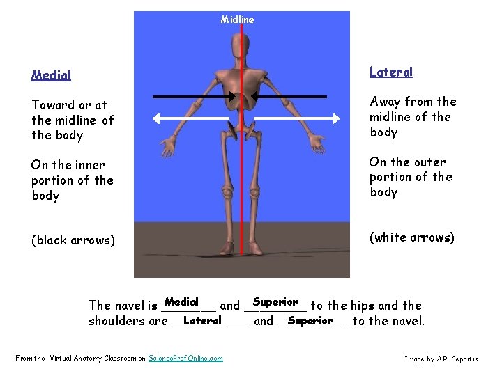 Midline Medial Lateral Toward or at the midline of the body Away from the