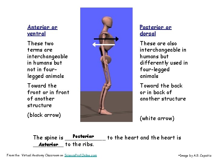 Anterior or ventral Posterior or dorsal These two terms are interchangeable in humans but