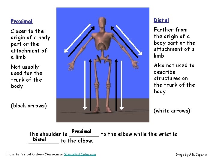 Proximal Distal Closer to the origin of a body part or the attachment of
