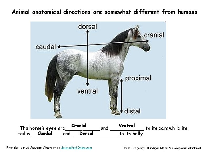 Animal anatomical directions are somewhat different from humans Cranial Ventral • The horse’s eye’s