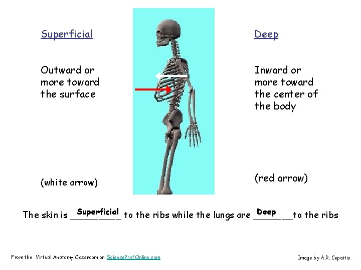 Superficial Deep Outward or more toward the surface Inward or more toward the center