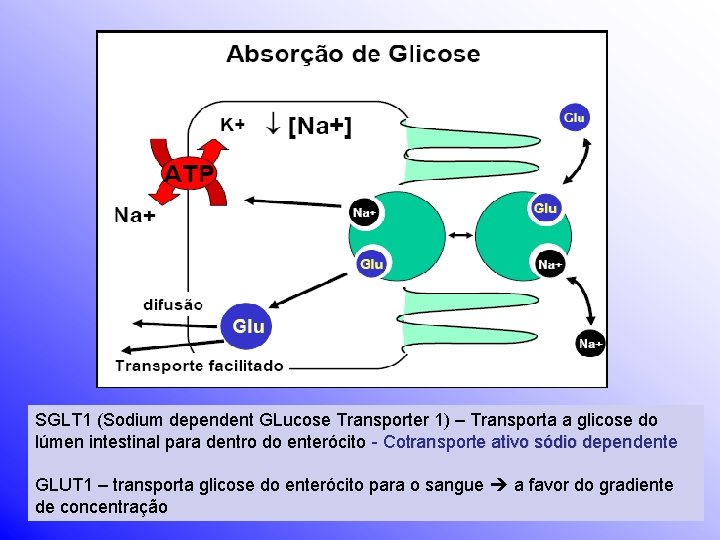 SGLT 1 (Sodium dependent GLucose Transporter 1) – Transporta a glicose do lúmen intestinal