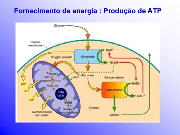 Fornecimento de energia : Produção de ATP 