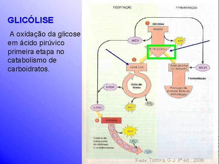 GLICÓLISE A oxidação da glicose em ácido pirúvico primeira etapa no catabolismo de carboidratos.