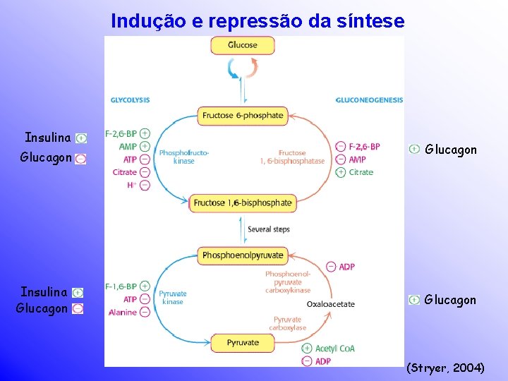 Indução e repressão da síntese Insulina Glucagon (Stryer, 2004) 