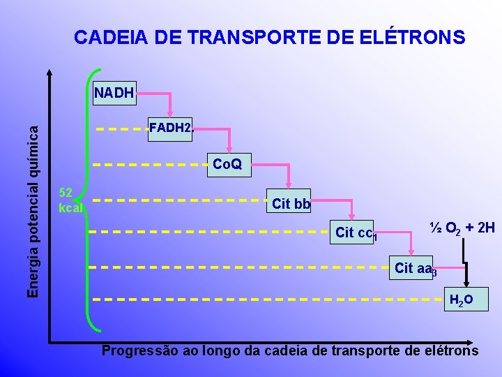 CADEIA DE TRANSPORTE DE ELÉTRONS Energia potencial química NADH FADH 2. Co. Q 52