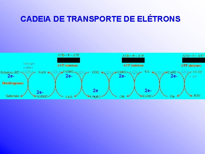 CADEIA DE TRANSPORTE DE ELÉTRONS 2 e- 2 e 2 e- + 2 H+