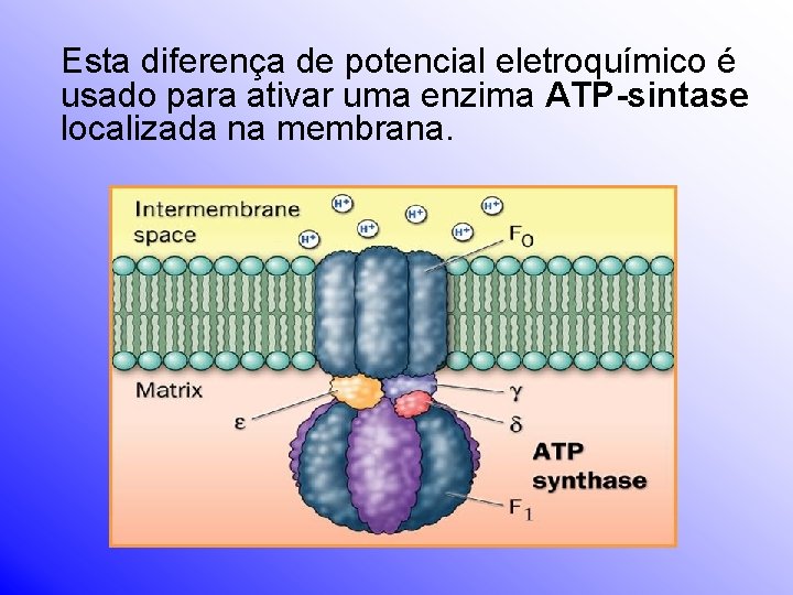 Esta diferença de potencial eletroquímico é usado para ativar uma enzima ATP-sintase localizada na