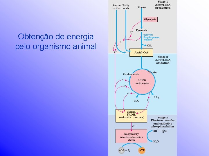 Obtenção de energia pelo organismo animal 