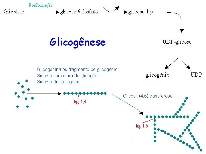 Glicogênese Glicogenina ou fragmento de glicogênio Sintase iniciadora do glicogênio Sintase do glicogênio Glicosil