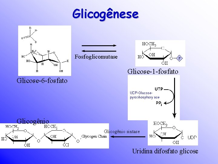 Glicogênese Fosfoglicomutase Glicose-1 -fosfato Glicose-6 -fosfato Glicogênio sintase Uridina difosfato glicose 