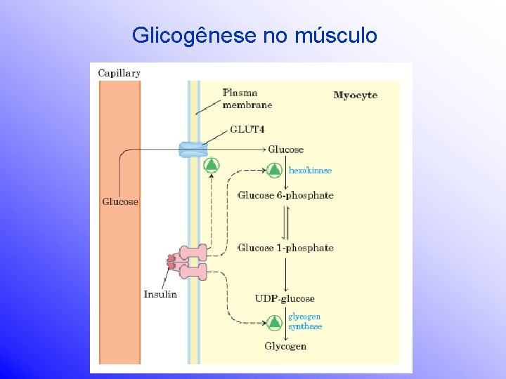 Glicogênese no músculo 