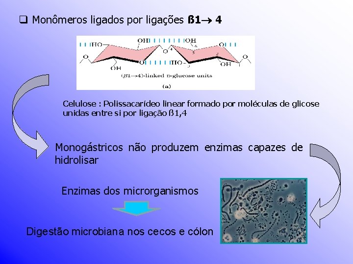 q Monômeros ligados por ligações ß 1 4 Celulose : Polissacarídeo linear formado por