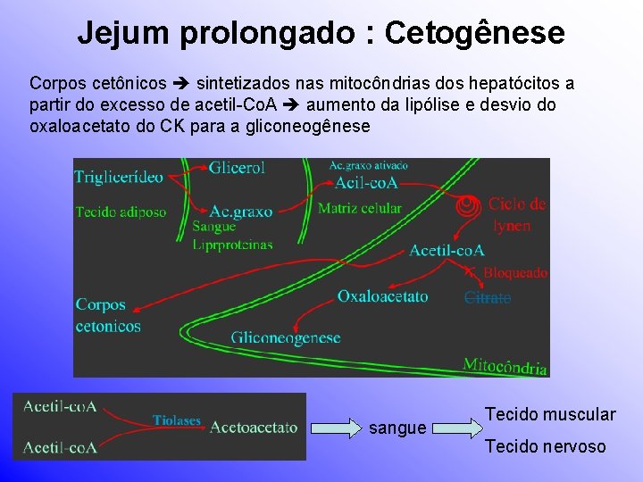 Jejum prolongado : Cetogênese Corpos cetônicos sintetizados nas mitocôndrias dos hepatócitos a partir do