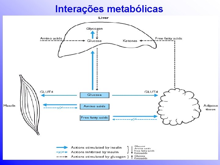Interações metabólicas 