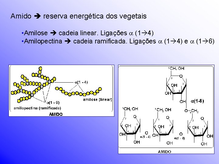 Amido reserva energética dos vegetais • Amilose cadeia linear. Ligações (1 4) • Amilopectina