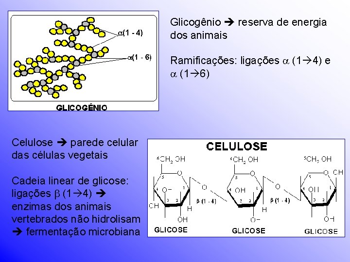 Glicogênio reserva de energia dos animais Ramificações: ligações (1 4) e (1 6) Celulose