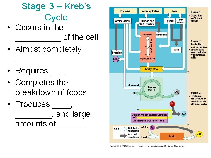 Stage 3 – Kreb’s Cycle • Occurs in the _____ of the cell •