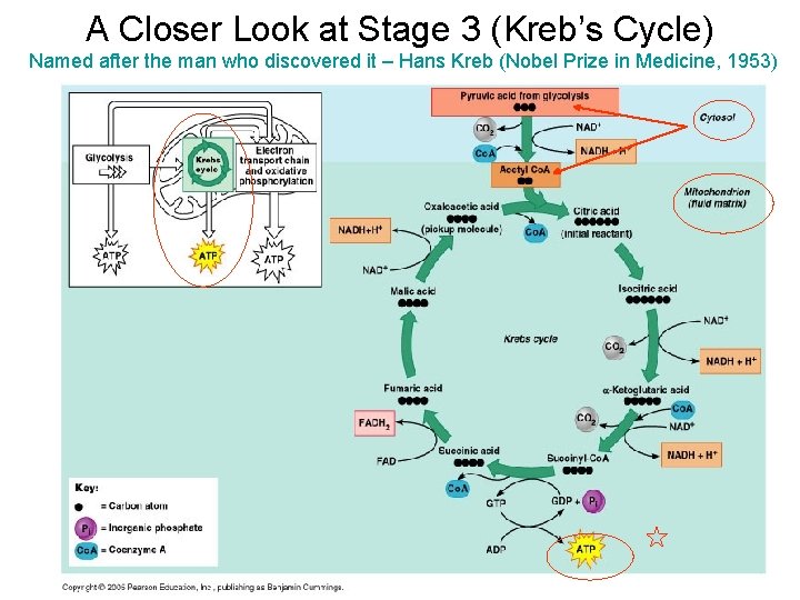 A Closer Look at Stage 3 (Kreb’s Cycle) Named after the man who discovered