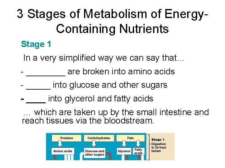 3 Stages of Metabolism of Energy. Containing Nutrients Stage 1 In a very simplified