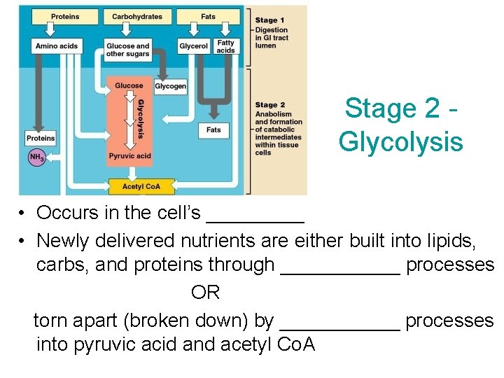 Stage 2 Glycolysis • Occurs in the cell’s _____ • Newly delivered nutrients are