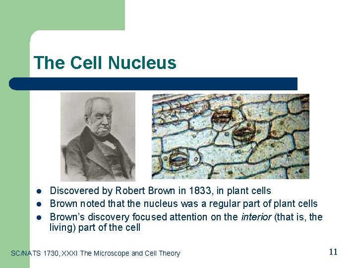 The Cell Nucleus l l l Discovered by Robert Brown in 1833, in plant